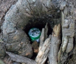 Hidden in a stump